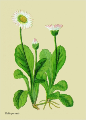 WildblumenGemeines Gänseblümchen