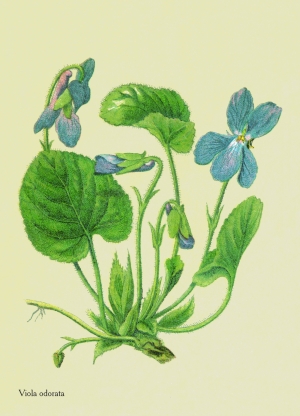 WildblumenWohlriechendes Veilchen