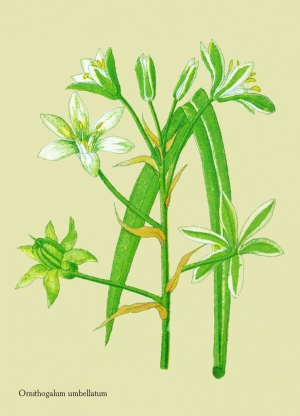 WildblumenDoldige Vogelmilch