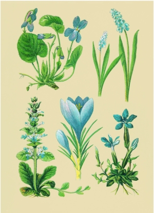 WildblumenCollage 1