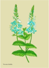 WildblumenBreitblättriger Ehrenpreis