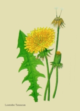 WildblumenLöwenzahn