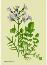 WildblumenWiesenschaumkraut