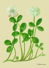 WildblumenWeißklee