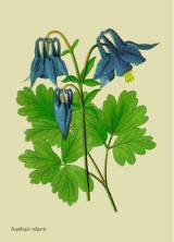 WildblumenGemeine Akelei