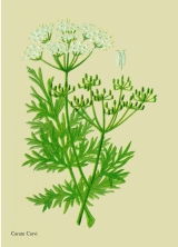 WildblumenGemeiner Kümmel