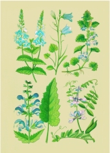 WildblumenCollage 2